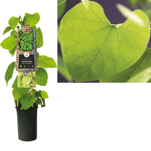 Aristolochia durior (macrophylla) +3.0 label