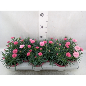 Dianthus  'Diantica Peach Party'