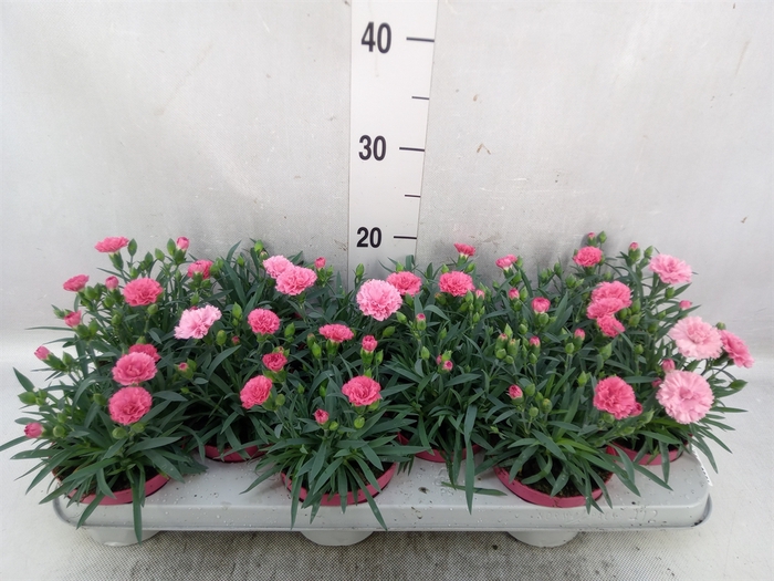 <h4>Dianthus  'Diantica Peach Party'</h4>