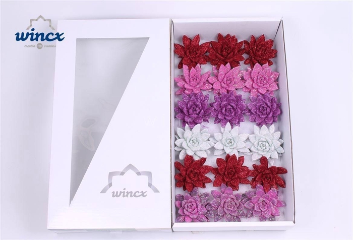 Echeveria Glitter Love Mix (wincx) Cutflower