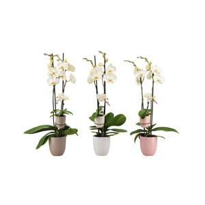 Hugo Hotel Mix Phal Wit 2T+ Tiny Dolls 1T