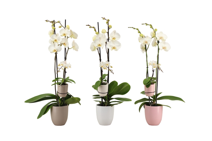 <h4>Hugo Hotel Mix Phal Wit 2T+ Tiny Dolls 1T</h4>