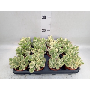 Cotyledon tome. ladys.