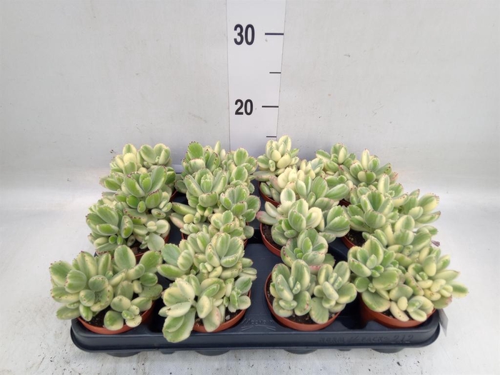 <h4>Cotyledon tome. ladys.</h4>