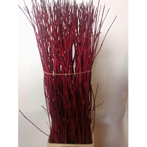 CORNUS ALBA SIBIRICA