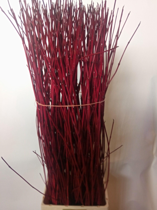 <h4>CORNUS ALBA SIBIRICA</h4>