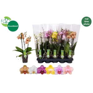 PHAL GEM 5 KL
