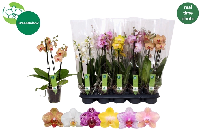 <h4>PHAL GEM 5 KL</h4>