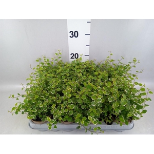 Ficus pumila 'White Sunny'