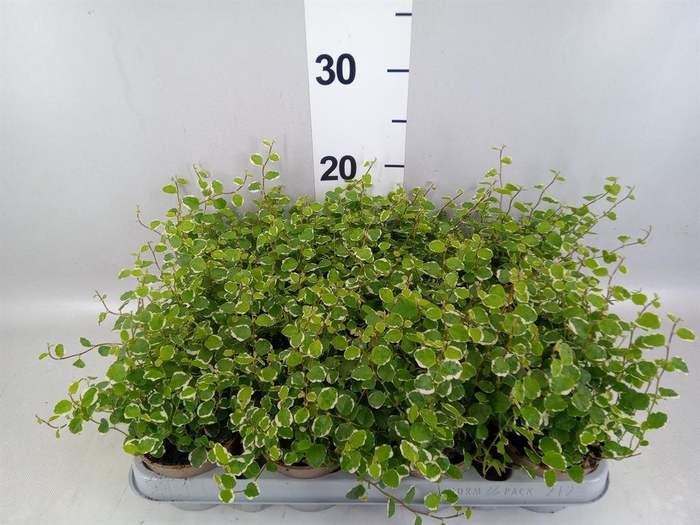 <h4>Ficus pumila 'White Sunny'</h4>