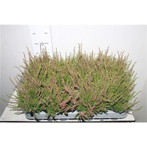 Callu Red Sun