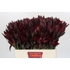 Leucadendron Saf Sunset Dark R.