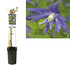 Clematis macr. 'Maidwell Hall' +light label