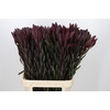Leucadendron Saf Sunset Dark R.