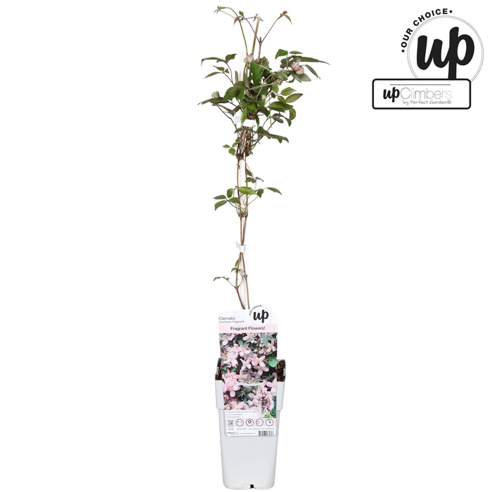 <h4>Clematis Montana</h4>