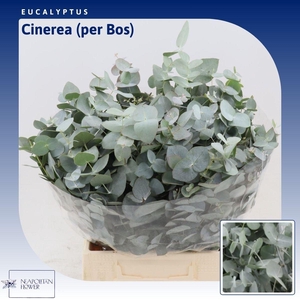 Eucalyptus Cinerea (per Bos)