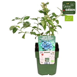 Vaccinium corymbosum