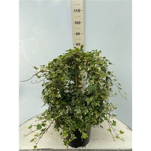 Hedera mix bol en kader p32