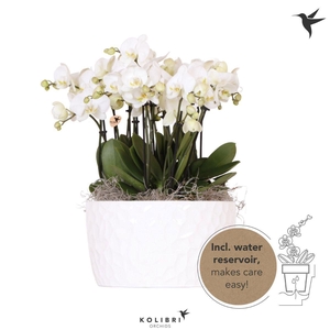 Kolibri Orchids Phalaenopsis Mono Bouquet Ghent 9 spike in Honey dish with watering system