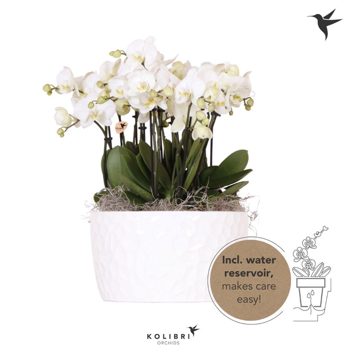 <h4>Kolibri Orchids Phalaenopsis Mono Bouquet Ghent 9 spike in Honey dish with watering system</h4>