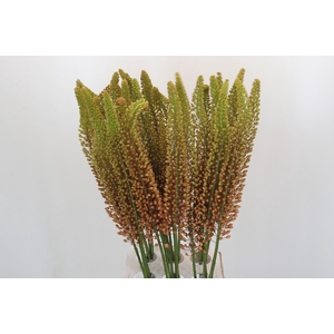 Eremurus Emmy Ro