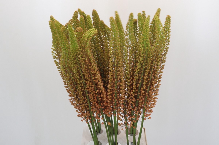 Eremurus Emmy Ro