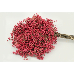 Schinus m.pink (natural)