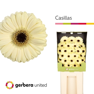 Germini Casillas Diamond
