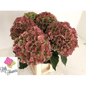 HYDR M ROY GRANDE CL