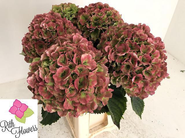 <h4>HYDR M ROY GRANDE CL</h4>