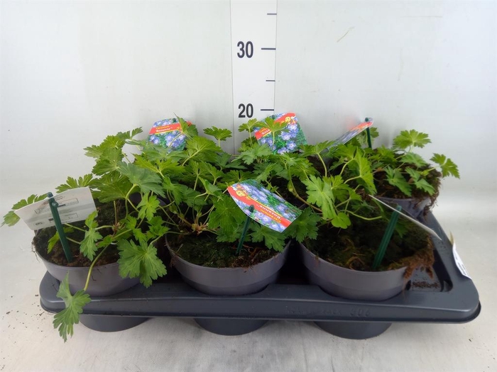 <h4>Geranium  'Rozanne'</h4>