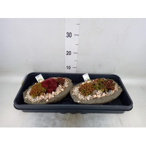 Arr.   Tuinplanten L%