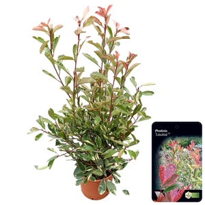 Photinia fraseri 'Louise'