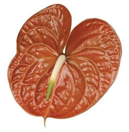 <h4>Anth A Terrasol</h4>