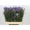 Aster Cassandra