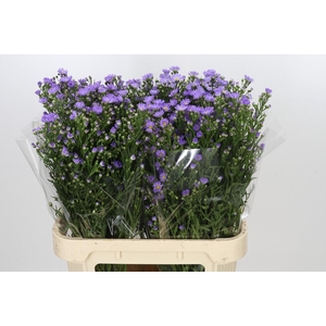 Aster Cassandra