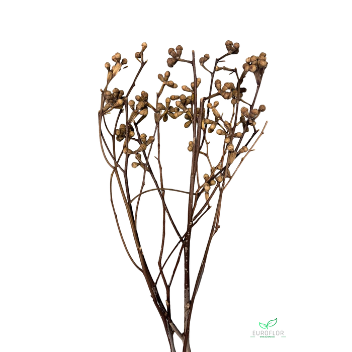 <h4>EUCALYPTUS TAK NATURAL</h4>