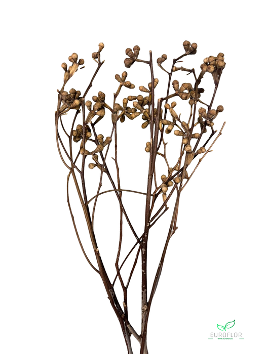 EUCALYPTUS TAK NATURAL