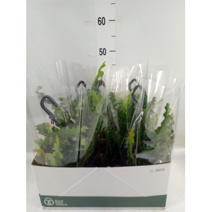 Epiphyllum anguliger