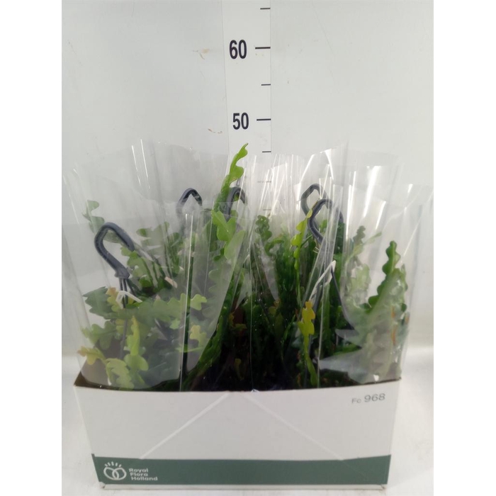 <h4>Epiphyllum anguliger</h4>