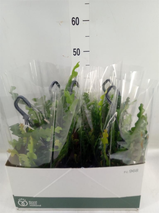 <h4>Epiphyllum anguliger</h4>