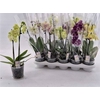 Phal Gem