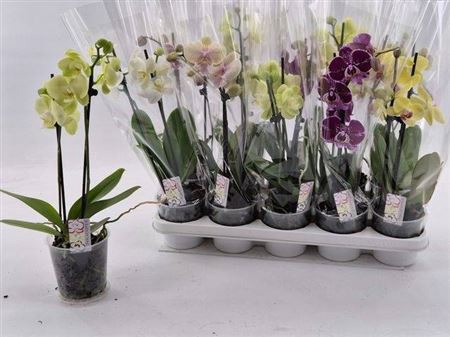 Phal Gem