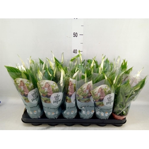 Spathiphyllum 'Chopin'