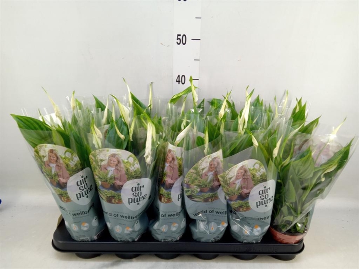 <h4>Spathiphyllum 'Chopin'</h4>