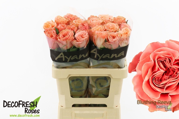 <h4>R Gr Blushing Reeva</h4>