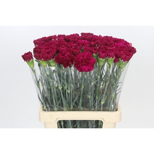 Dianthus St Ghemme