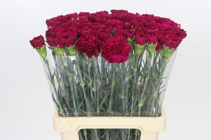 <h4>Dianthus St Ghemme</h4>