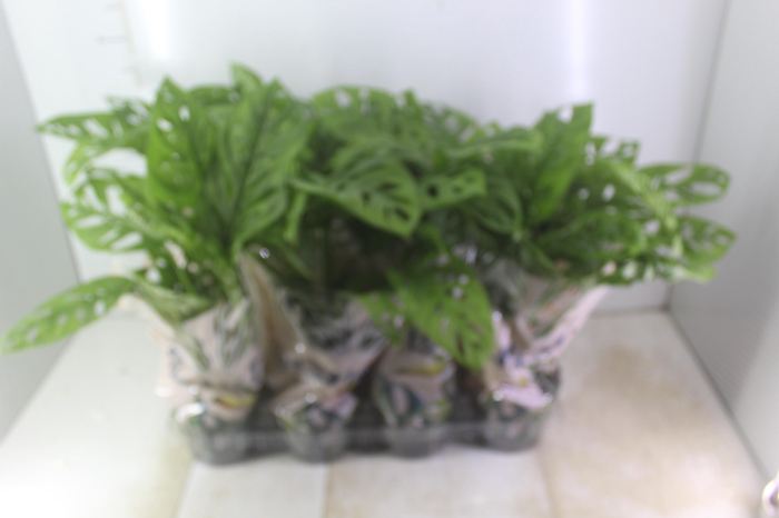 <h4>MONSTERA OBLIQUA ADANSONII P15</h4>