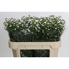 Aster White Gypsy